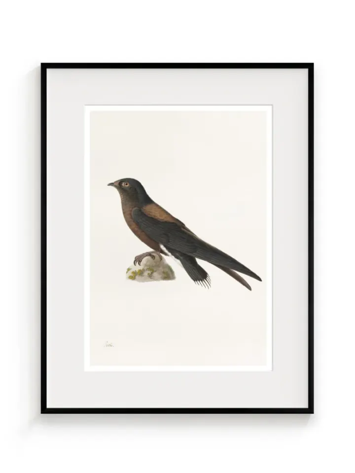 Dažďovník (Hirundapus caudaculus), Paul Hüet, 19. storočie