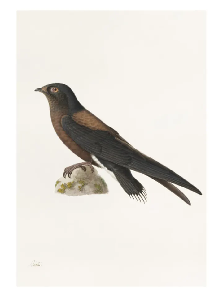 Dažďovník (Hirundapus caudaculus), Paul Hüet, 19. storočie